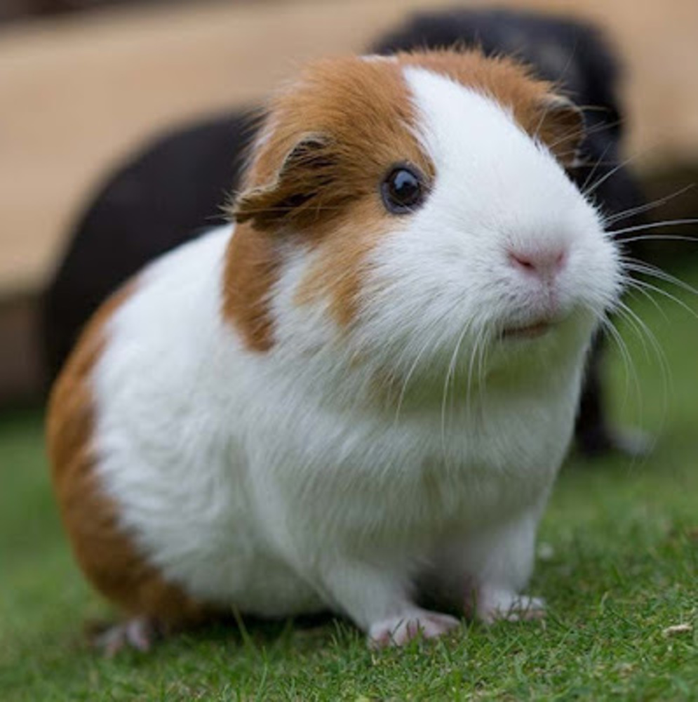 Meet your Posher, Pigglet